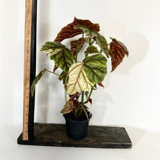 Begonia metallica variegata [#2056]
