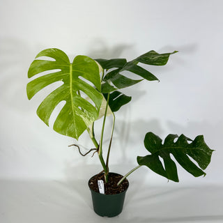 Monstera deliciosa var. borsigiana albo-variegata [#1632]