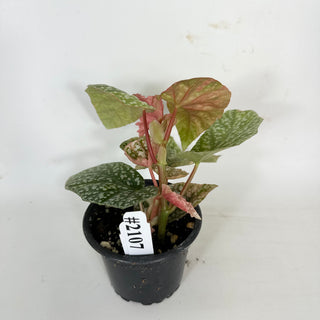 Begonia 'Snow Capped' (Variegated) [#2107]