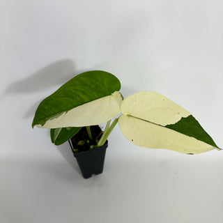 Z-4422 - Syngonium chiapense variegated