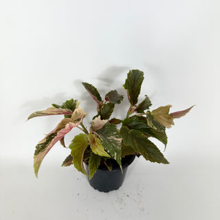 Begonia 'Ginny Galaxy' [#2174]