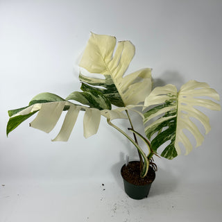 Monstera deliciosa var. borsigiana albo-variegata [#2350]