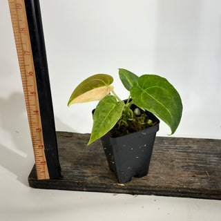 Anthurium 'Arnold Schwarzenegger' x self [#1992]