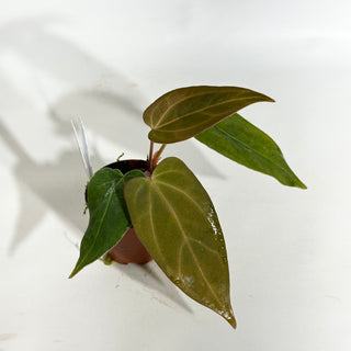 Anthurium 'Ace of Spades'/papillilaminum x self - 2 Seedlings [#1977]