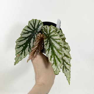Begonia 'Silver Beauty' [#2095]