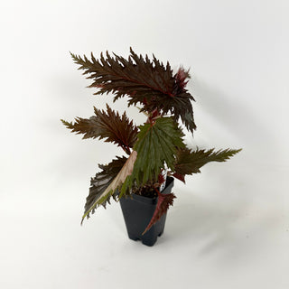 Begonia serratipetala 'Miri' [#1868]