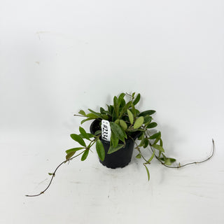 Hoya parviflora [#2334]