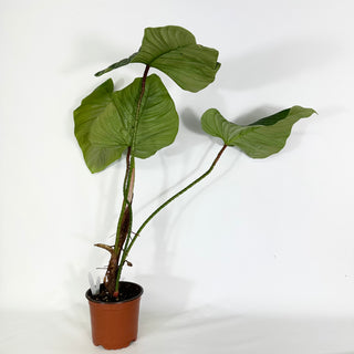 Philodendron genevievianum (Non-TC) [#1165]