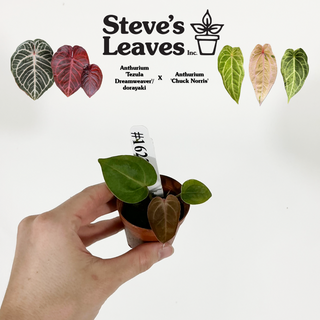 Anthurium 'Tezula Dreamweaver'/dorayaki x 'Chuck Norris' - Seedling [#1622]