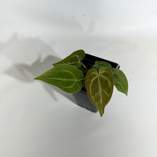 Anthurium magnificum/‘Silver Blush' x 'Arnold Schwarzenegger' [#1894]
