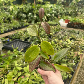 Hoya tjadasmalangensis