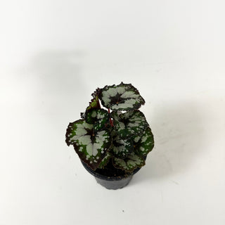 Begonia 'Dolce Vita' [#1911]