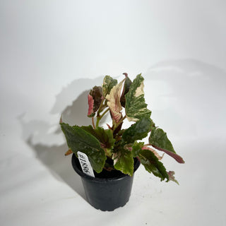 Begonia 'Ginny Galaxy' [#1886]