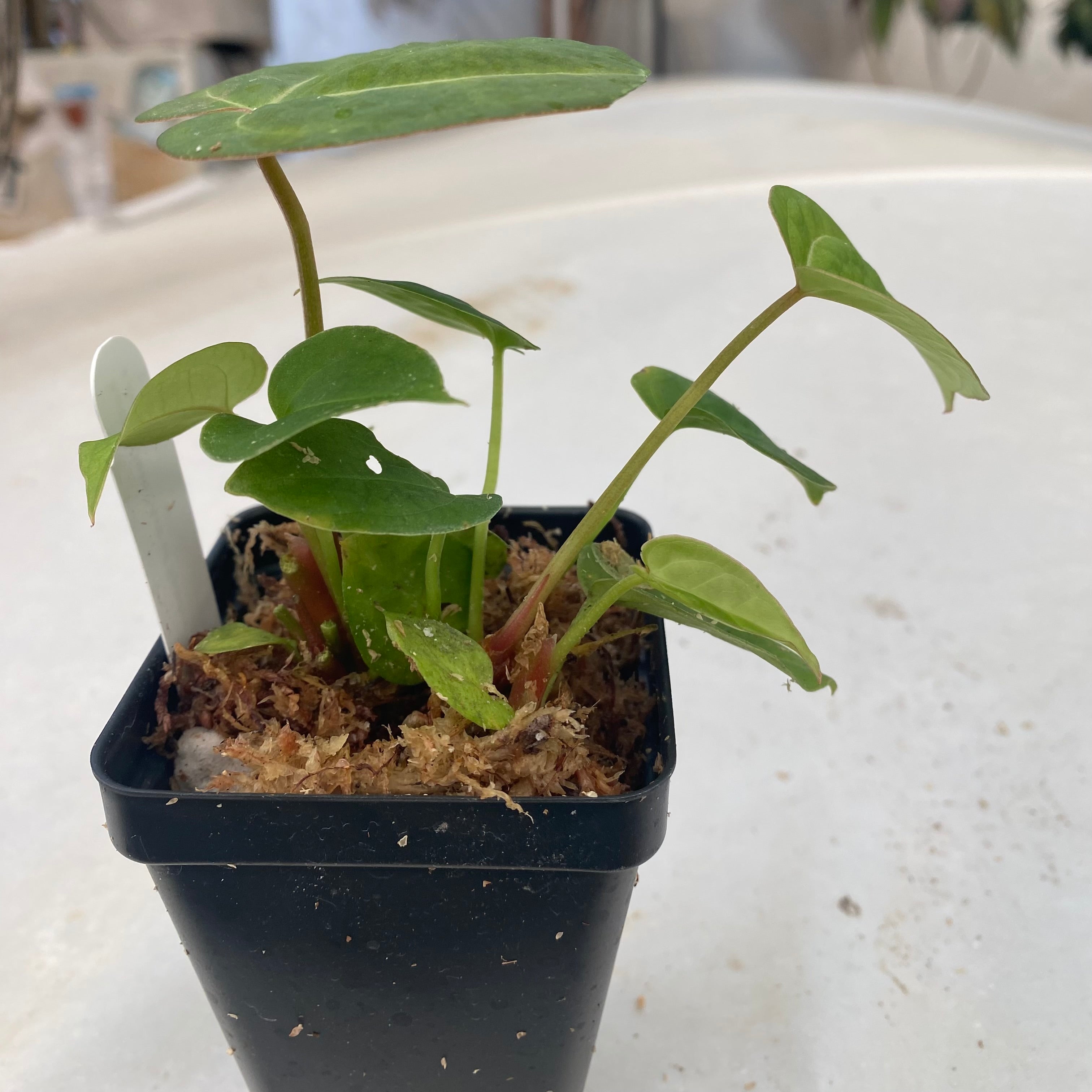 philodendron ace of spades Anthurium 'Ace of Spades'/papillilaminum x self