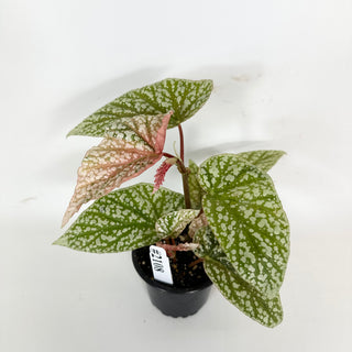 Begonia 'Snow Capped' (Variegated) [#2108]
