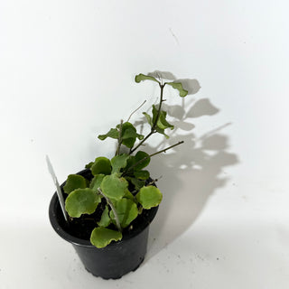 Hoya kanyakumariana [#2137]