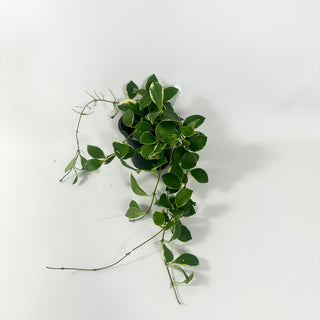 Hoya heuschkeliana albo-marginata [#1972]