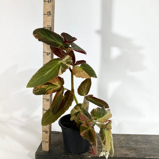Begonia ‘Withlacoochee’ (Variegated) [#1876]