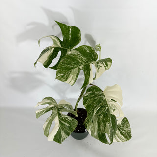 Monstera deliciosa var. borsigiana albo-variegata [#1452]