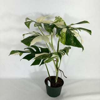 Monstera deliciosa var. borsigiana albo-variegata [#1636]