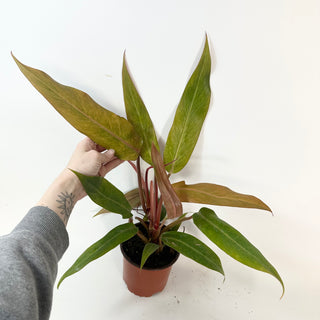 Philodendron 'Orange Marmalade' (Non-TC) [#2429]