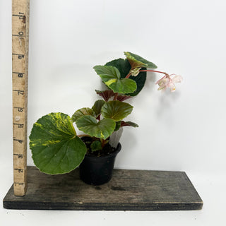 Begonia cucullata (variegated) [#2491]