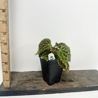 Begonia dracopelta (dark form) [#2465]