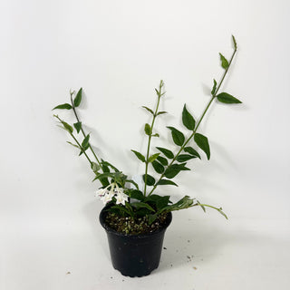 Hoya bella