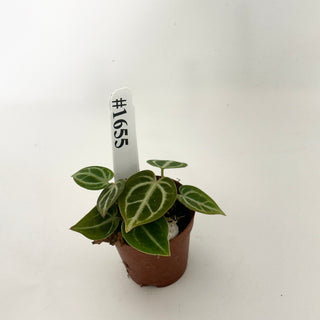 Anthurium 'Brielle'/'Michelle' x self - 3 Seedlings [#1655]