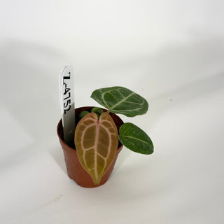 Z-4752 - Anthurium 'Tezula Dreamweaver'/dorayaki x 'Arnold Schwarzenegger' - Seedling