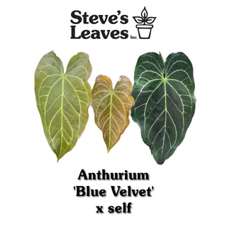 Anthurium 'Blue Velvet' x self - Seed Pack