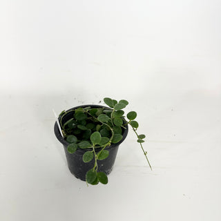 Hoya wenshanensis [#2362]