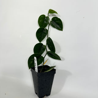 Z-4613 - Scindapsus pictus 'Black Mamba'