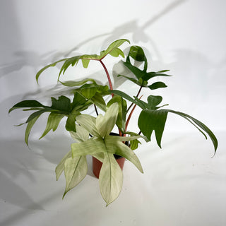 Philodendron 'Florida Ghost' (Non-TC) [#1959]