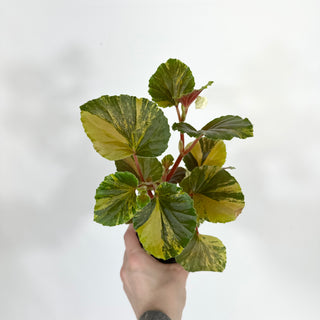 Begonia cucullata (variegated) [#1471]