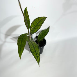 Hoya finlaysonii (Black) [#1858]
