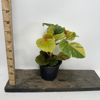 Begonia cucullata (variegated) [#2492]
