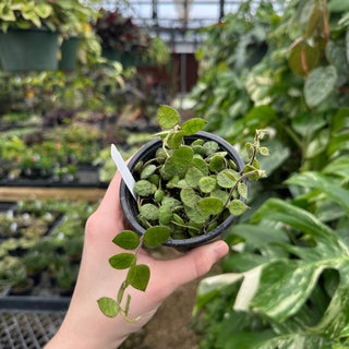 Dischidia imbricata (wrinkle leaf)
