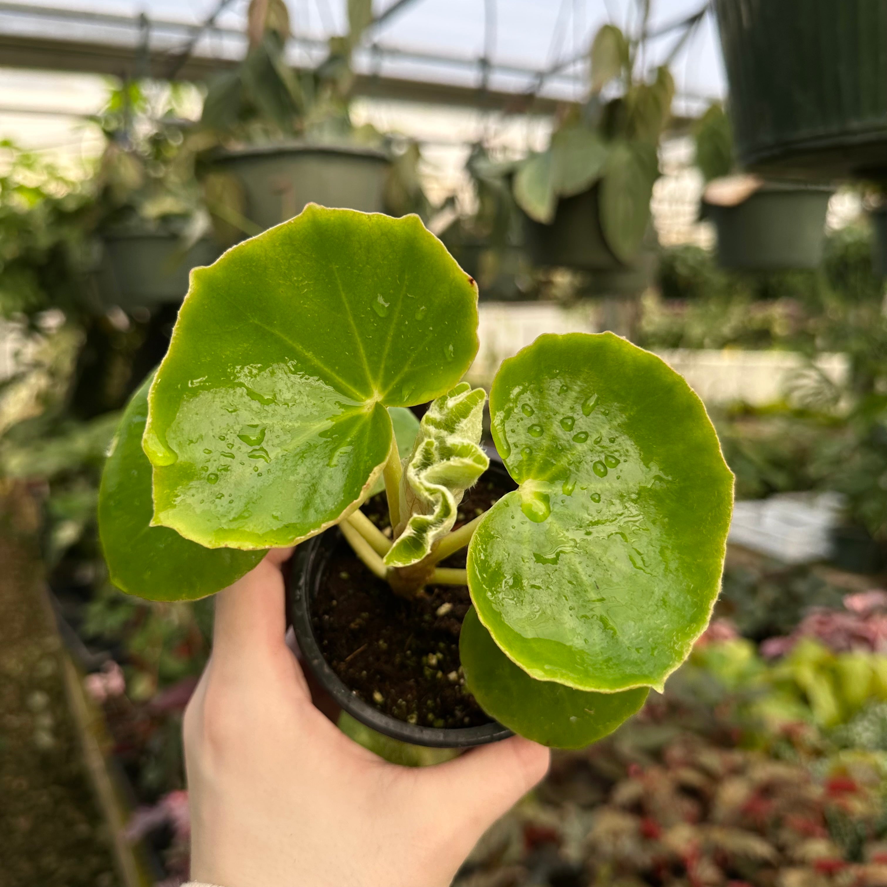 venosa succulent Begonia Venosa | Rare Tropical Indoor Plant
