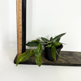 Hoya hypolasia [#2117]