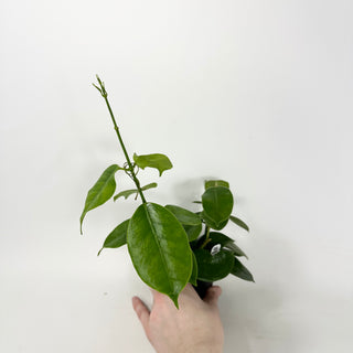 Hoya affinis [#1976]