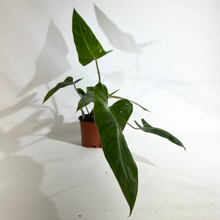 Philodendron bernardopazii (Non-TC) [#1924]