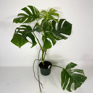 Monstera deliciosa var. borsigiana albo-variegata [#2091]