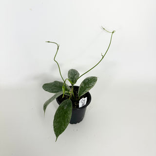 Hoya buotii (variegated) [#2301]