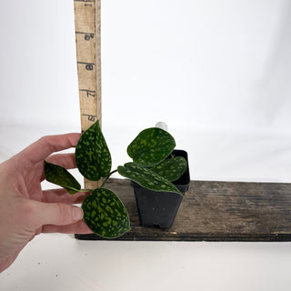Z-4935 - Scindapsus pictus "Green Form" (Hassk)