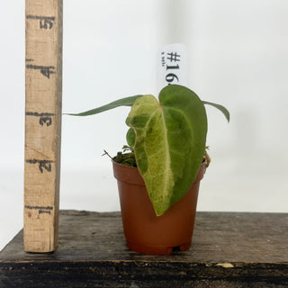 Anthurium 'Chuck Norris' x self - Seedling [#1647]