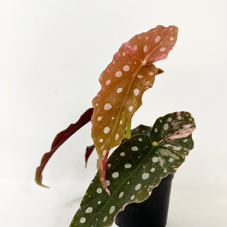 Begonia maculata (Variegated) [#2388]