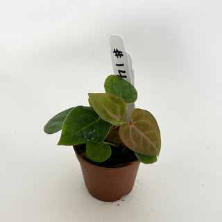 Anthurium 'Contessa' x self - 2 Seedlings [#1481]