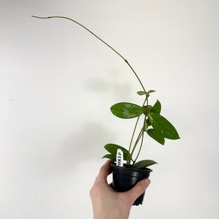 Hoya sp. Lai Chau (long leaf, splash) [#1804]