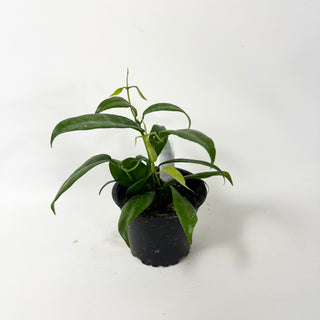 Hoya megalantha [#2021]